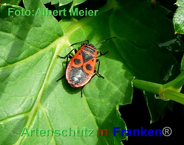 Copyright AiF - Albert Meier Bild zum Eintrag (95561-160)