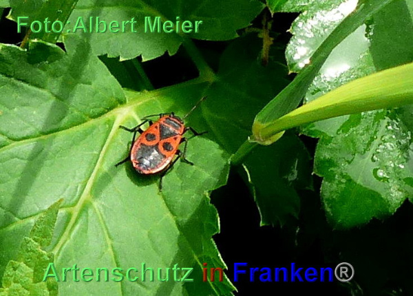 Copyright AiF - Albert Meier Bild zum Eintrag (95563-160)
