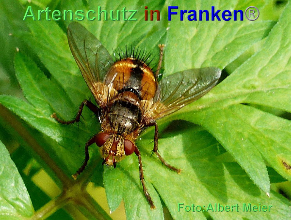Copyright AiF - Albert Meier Bild zum Eintrag (95565-160)