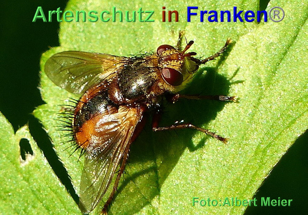 Copyright AiF - Albert Meier Bild zum Eintrag (95566-160)