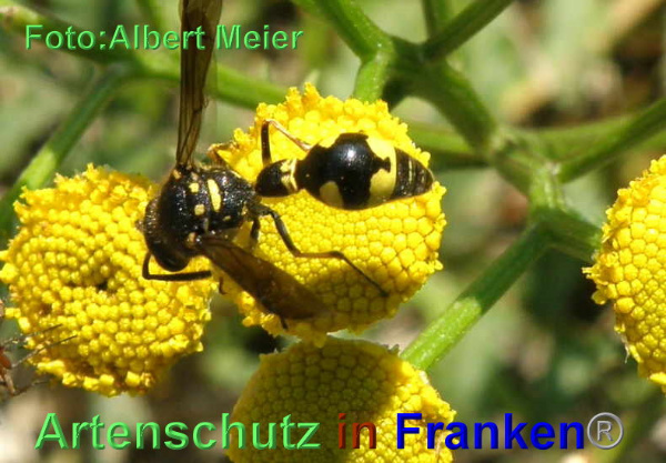 Copyright AiF - Albert Meier Bild zum Eintrag (95573-160)
