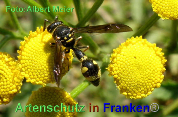 Copyright AiF - Albert Meier Bild zum Eintrag (95574-160)