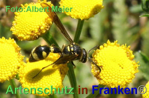 Copyright AiF - Albert Meier Bild zum Eintrag (95575-160)