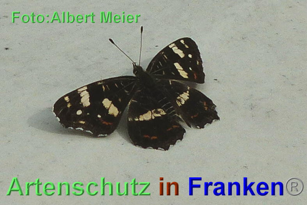 Copyright AiF - Albert Meier Bild zum Eintrag (95577-160)