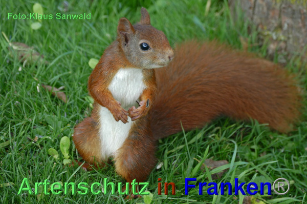 Copyright AiF - Klaus Sanwald Bild zum Eintrag (95584-160)