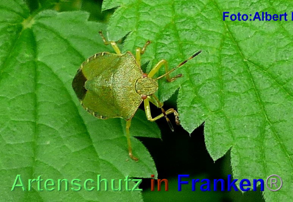 Copyright AiF - Albert Meier Bild zum Eintrag (95591-160)