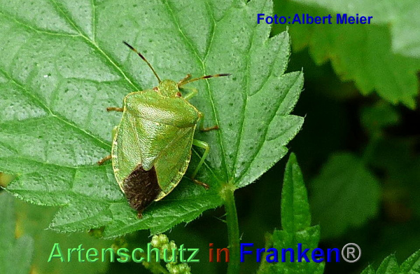 Copyright AiF - Albert Meier Bild zum Eintrag (95592-160)