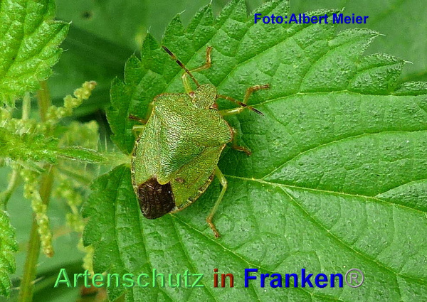 Copyright AiF - Albert Meier Bild zum Eintrag (95593-160)