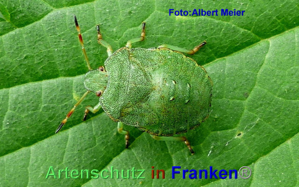 Copyright AiF - Albert Meier Bild zum Eintrag (95594-160)
