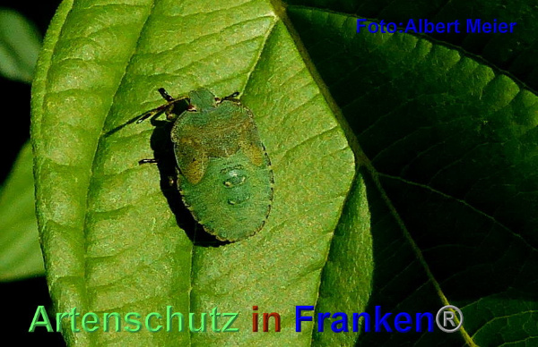 Copyright AiF - Albert Meier Bild zum Eintrag (95595-160)