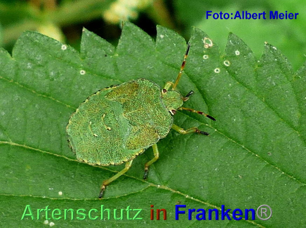 Copyright AiF - Albert Meier Bild zum Eintrag (95596-160)