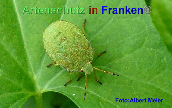 Copyright AiF - Albert Meier Bild zum Eintrag (95597-160)