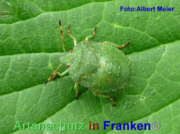 Copyright AiF - Albert Meier Bild zum Eintrag (95598-160)
