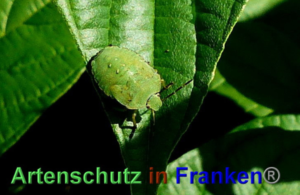Copyright AiF - Albert Meier Bild zum Eintrag (95599-160)