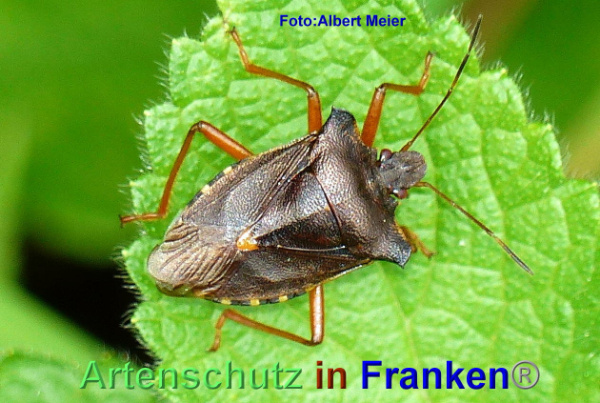 Copyright AiF - Albert Meier Bild zum Eintrag (95601-160)