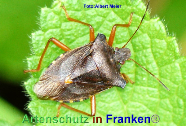 Copyright AiF - Albert Meier Bild zum Eintrag (95602-160)