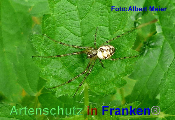 Copyright AiF - Albert Meier Bild zum Eintrag (95611-160)