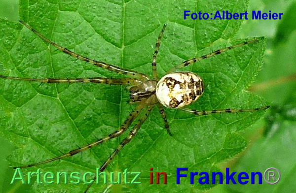 Copyright AiF - Albert Meier Bild zum Eintrag (95612-160)