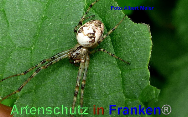 Copyright AiF - Albert Meier Bild zum Eintrag (95613-160)