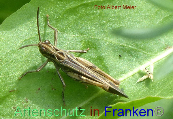 Copyright AiF - Albert Meier Bild zum Eintrag (95646-160)