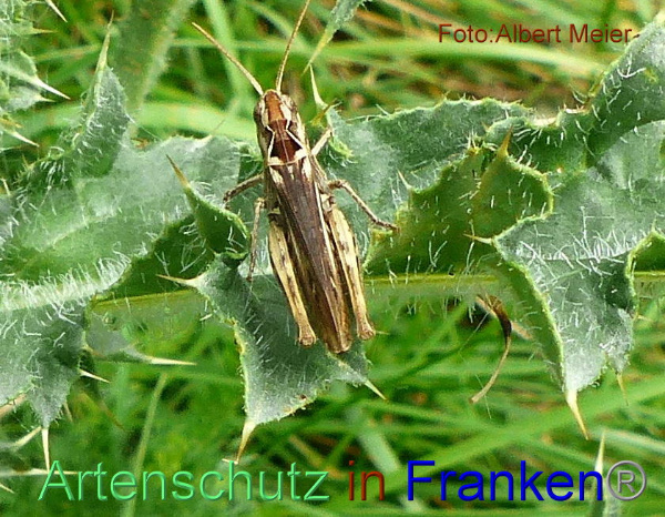 Copyright AiF - Albert Meier Bild zum Eintrag (95647-160)