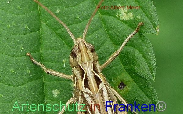 Copyright AiF - Albert Meier Bild zum Eintrag (95648-160)