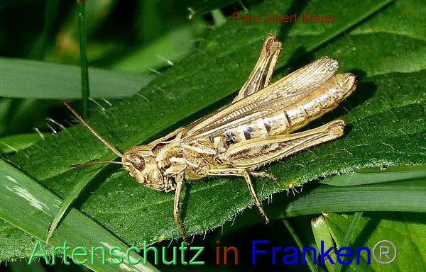 Copyright AiF - Albert Meier Bild zum Eintrag (95649-160)