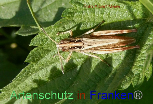 Copyright AiF - Albert Meier Bild zum Eintrag (95650-160)