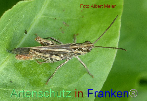 Copyright AiF - Albert Meier Bild zum Eintrag (95651-160)