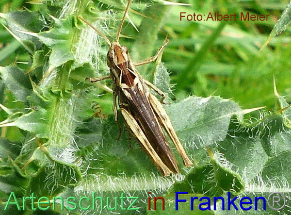 Copyright AiF - Albert Meier Bild zum Eintrag (95652-160)