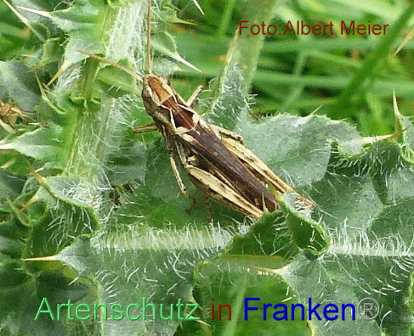 Copyright AiF - Albert Meier Bild zum Eintrag (95653-160)