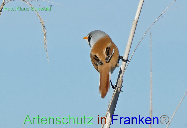 Copyright AiF - Klaus Sanwald Bild zum Eintrag (95672-160)