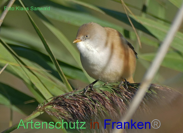 Copyright AiF - Klaus Sanwald Bild zum Eintrag (95673-160)