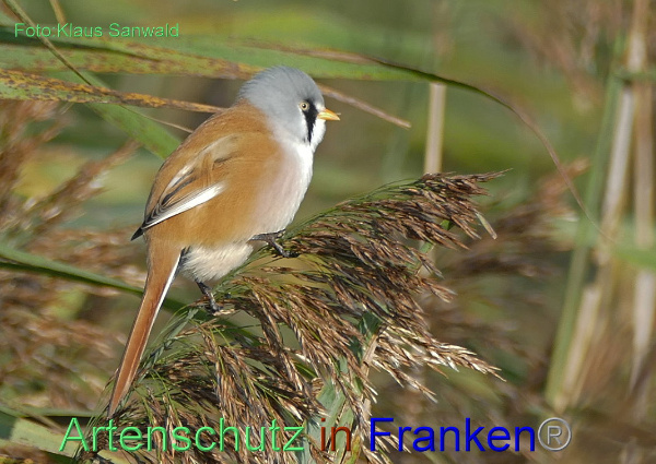 Copyright AiF - Klaus Sanwald Bild zum Eintrag (95674-160)