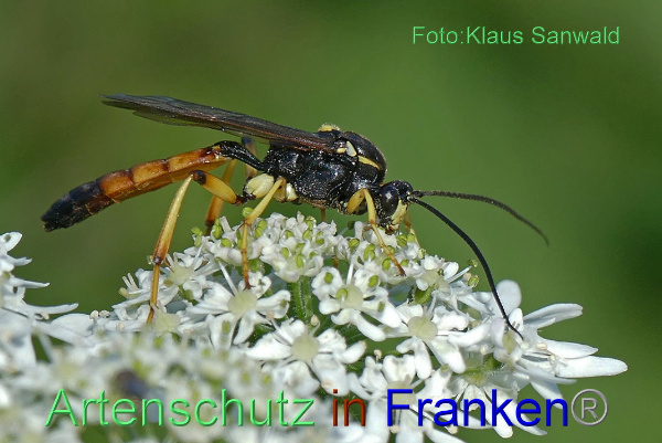 Copyright AiF - Klaus Sanwald Bild zum Eintrag (95679-160)