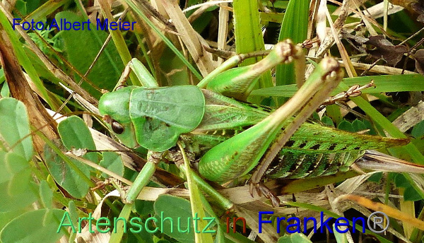 Copyright AiF - Albert Meier Bild zum Eintrag (95688-160)