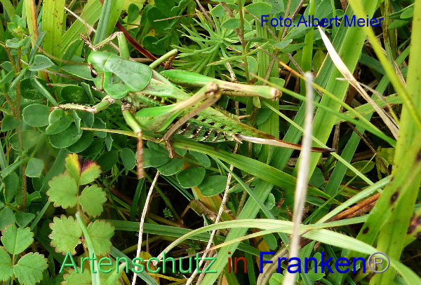 Copyright AiF - Albert Meier Bild zum Eintrag (95690-160)
