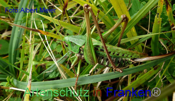 Copyright AiF - Albert Meier Bild zum Eintrag (95693-160)