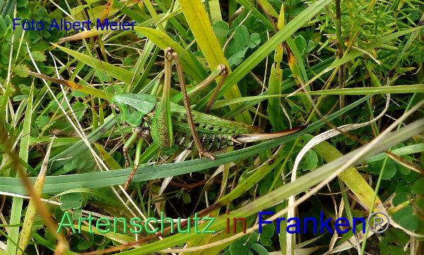 Copyright AiF - Albert Meier Bild zum Eintrag (95694-160)