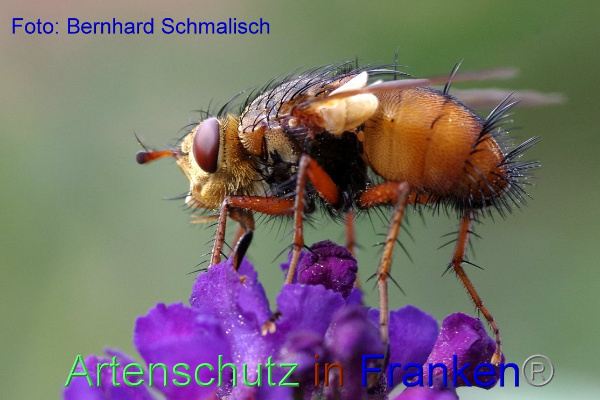 Copyright AiF / Bernhard Schmalisch Bild zum Eintrag (95718-160)