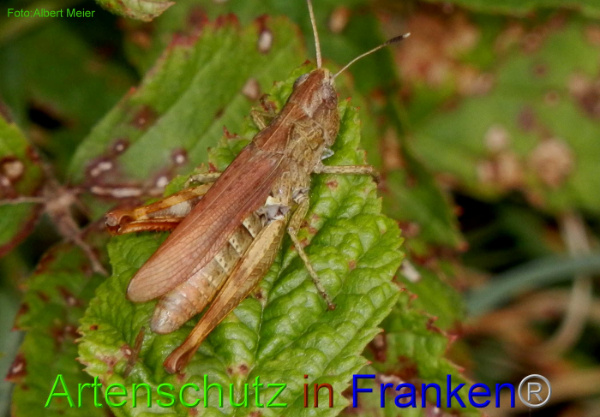 Copyright AiF - Albert Meier Bild zum Eintrag (95721-160)