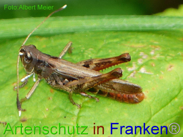 Copyright AiF - Albert Meier Bild zum Eintrag (95724-160)
