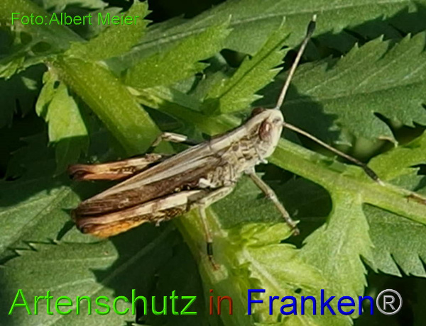Copyright AiF - Albert Meier Bild zum Eintrag (95725-160)