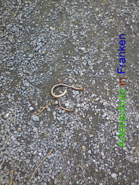 © Artenschutz in Franken® Bild zum Eintrag (95761-160)