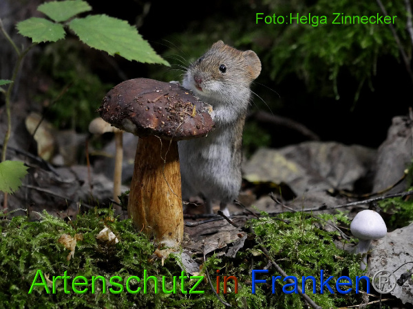 Copyright AiF - Helga Zinnecker Bild zum Eintrag (95817-160)