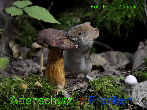 Copyright AiF - Helga Zinnecker Bild zum Eintrag (95818-160)