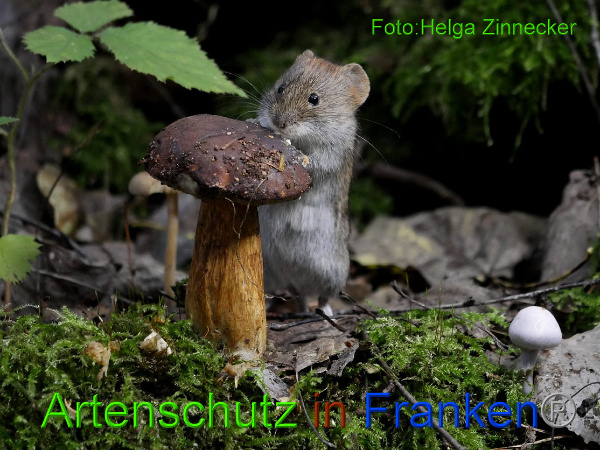 Copyright AiF - Helga Zinnecker Bild zum Eintrag (95819-160)