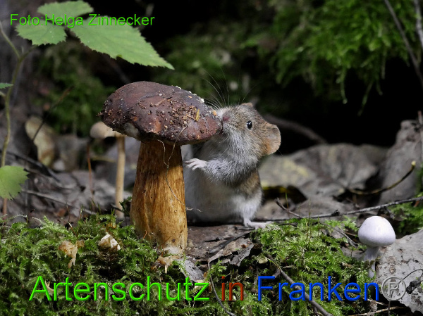 Copyright AiF - Helga Zinnecker Bild zum Eintrag (95820-160)