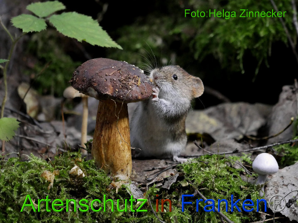 Copyright AiF - Helga Zinnecker Bild zum Eintrag (95821-160)