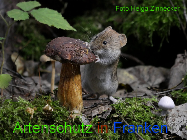 Copyright AiF - Helga Zinnecker Bild zum Eintrag (95822-160)
